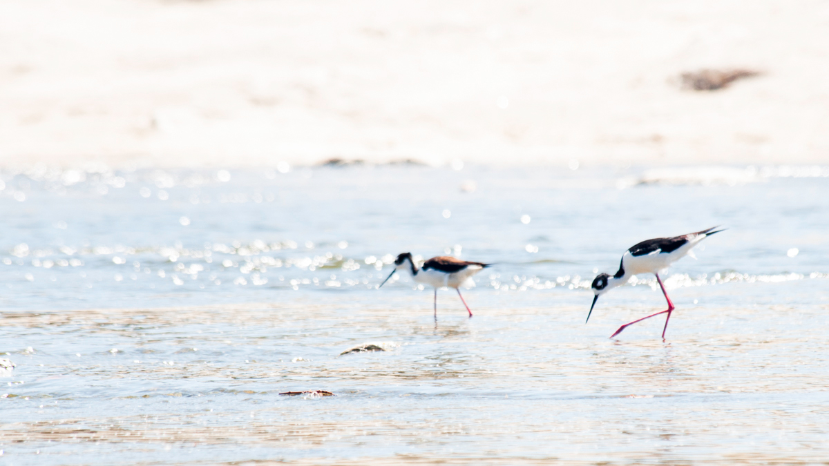 Birds search for food