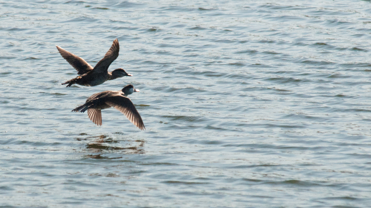 Two ducks take flight