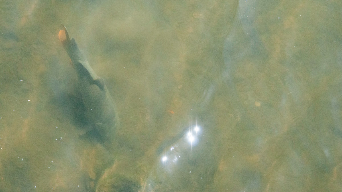 Bottom dwelling fish swim by