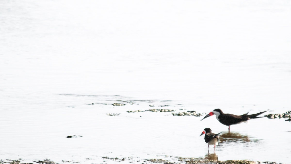 Bright-beaked birds rest in the wetland