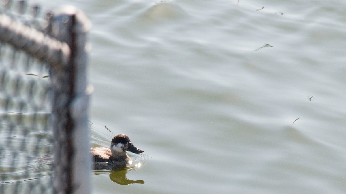 Duck swims from ocean to river